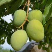 African Mango extract ingredient used in Sugar Defender supplement